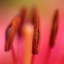 Macro Photo Of Red Lily Stamen Anther With Pollen Grains