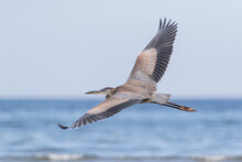 Great Blue Heron Flying With Spread Wings Over Blue Sea