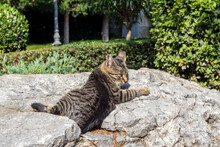 Puss Is Lying On Stone. Striped Cat Is Lying On Large Stone. Cat Was Basking In Sun, But When A Person Approached, She Became Alert