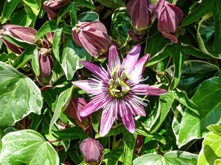 Sticker - Closeup shot of beautiful Passiflora Violacea flowers and buds growing in the garden on sunny day