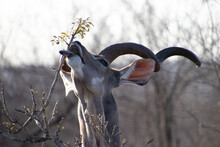 Closeup Shot Of An Antelope Trying To Eat Leaves On A Branch