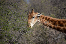 Close-up Shot Of The Head Of A Giraffe