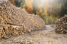 A Lumber Yard With Large Piles Of Prepared Tree Trunks With Autumn Forest In The Background