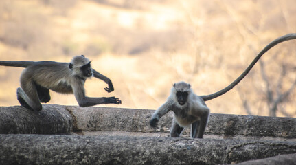 Wall Mural - Two monkeys playing on the tree