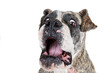 © Craig Loechel/Wirestock - Closeup shot of a shocked dog isolated on a white background