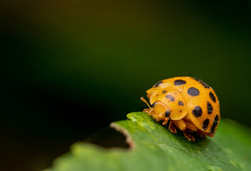 Wall Mural - Closeup shot of a ladybug in a forest in Australia