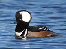 Selective Focus Shot Of A Swimming Crested Merganser