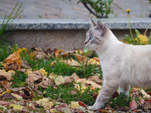 Close-up Shot Of A Cute Blue-eyed Cat Walking On The Grass