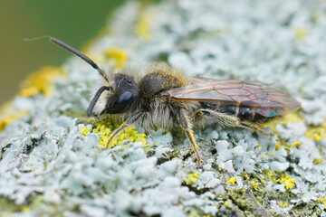 Poster - Closeup of a male red bellied miner , Andrena ventralis