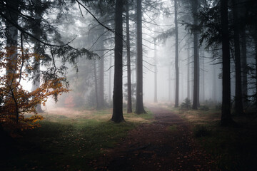 Wall Mural - Mystical autumn forest with fog in the evening. Bavarian Forest