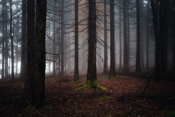 Poster - Landscape view of the mossy trees in the evening. Bavarian Forest, Germany