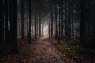 Poster - Landscape view of the Bavarian forest path in the autumn evening. Bavaria, Germany