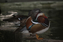 Closeup Of A Male And Female Mandarin Duck Resting By The Pon