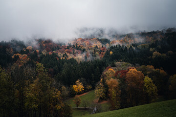 Sticker - Landscape view of a misty morning in the forest. Bavaria, German