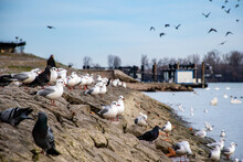 Closeup Shot Of Pigeons And Seagulls Perched On A Rocky Shore