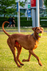 Sticker - Vertical shot of a domestic Vizsla dog playing outdoor