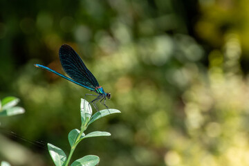 Canvas Print - Closeup shot of a small dragonfly sitting on a leaf