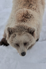 Poster - Vertical shot of a brown bear on the snow