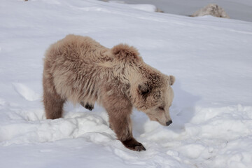 Poster - Closeup shot of a brown bear on the snow mountain