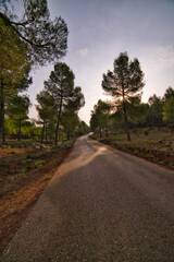 Poster - Vertical shot of a road leads to the forest with pine trees