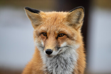 Wall Mural - red fox in northern alaska on the frozen tundra