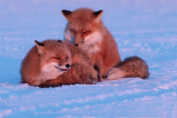 Wall Mural - red fox in northern alaska on the frozen tundra