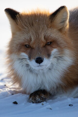 Wall Mural - red fox in northern alaska on the frozen tundra