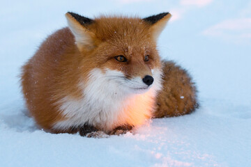 Wall Mural - red fox in northern alaska on the frozen tundra
