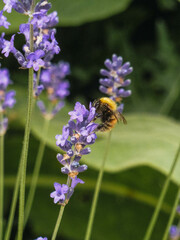 Sticker - Vertical shot of a bee on a purple flower