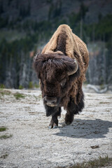 Sticker - Bison in Yellowstone national park