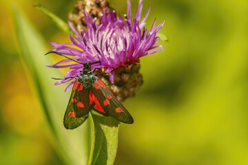 Sticker - Closeup shot of a beautiful butterfly on a flower in a garden