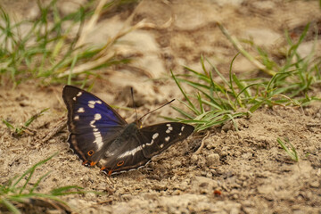 Sticker - Closeup shot of a beautiful butterfly in a garden