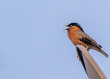 Beautiful Brahminy Starling Perched On A Satellite Dish And Singing In The Morning