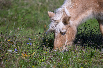 Wall Mural - Closeup shot of a horse grazing in the field