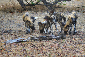 Sticker - Group of African Wild Dogs on the Selous Game Reserve in Tanzania