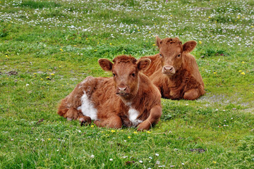 Wall Mural - Cattle in a field in Scotland, Isle of Tiree