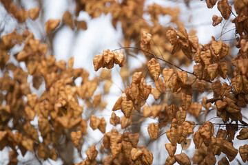 Canvas Print - Closeup of the autumn leaves. Colorful autumn foliage.