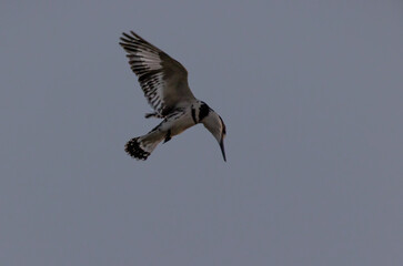 Canvas Print - Beautiful view of a bird in the flight