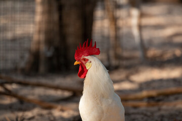 Sticker - Closeup of a beautiful white rooster with a red comb in a farm