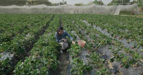 Poster - Woman go strawberry farm and pick strawberry