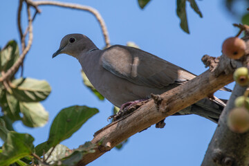 Closeup shot of a wild dove