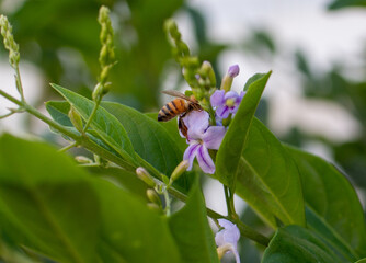 Poster - Closeup shot of a honey bee on a flower