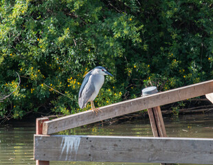 Poster - Bird by the lake at daytime