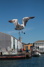A Black Backed Seagull Tries To Break A Mussel By Dropping It, Queens Wharf In Wellington, New Zealand