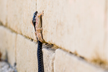 Sticker - A black Western Whip Snake, Hierophis viridiflavus, hunting a Moorish Gecko, Tarentola mauritanica.