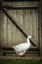 White Goose In Front Of A Wooden Door