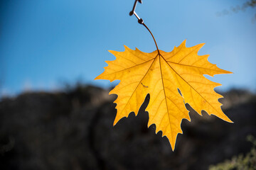 Wall Mural - Autumn colored leaves on a sunny day, southern Spain