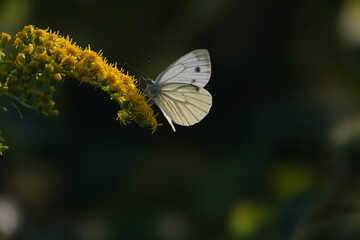 Sticker - butterfly on a flower