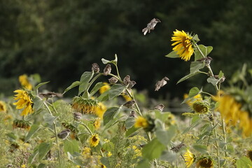 Wall Mural - birds on a sunflower