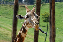 Closeup Shot Of A Cute Giraffe Sticking Its Tongue Out